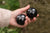 Polished Shungite Figure Of 2 Inch Spheres Set of 2